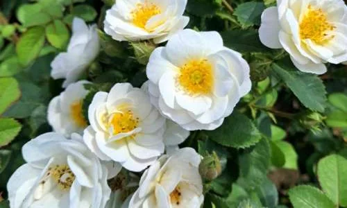 K613 Róża parkowa KITA GRONOSTAJA