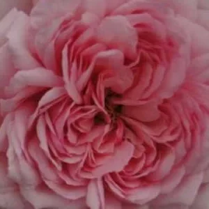 K614 Róża parkowa ALEXANDRA-PRINCESSE DE LUXEMBURG®