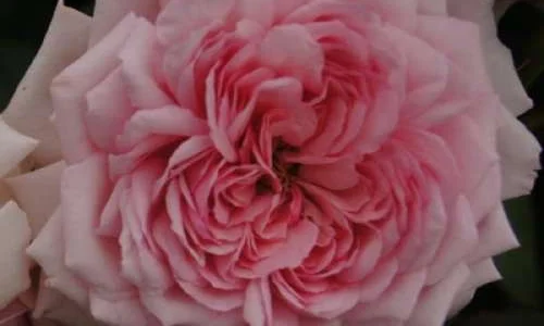 K614 Róża parkowa ALEXANDRA-PRINCESSE DE LUXEMBURG®