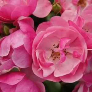 K615 Róża parkowa ANGELA®