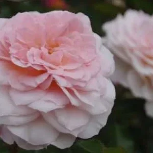 K616 Róża parkowa Bremer Stadtmusikanten®