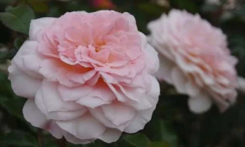 K616 Róża parkowa Bremer Stadtmusikanten®