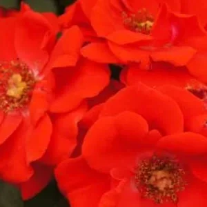 K617 Róża parkowa BRILLANT KORSAR®