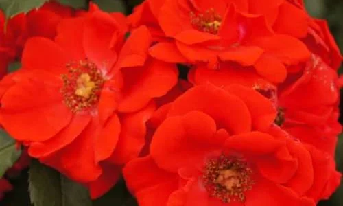 K617 Róża parkowa BRILLANT KORSAR®