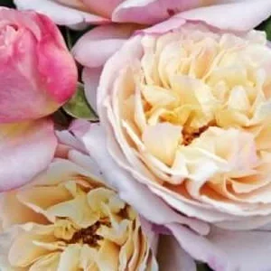 K618 Róża parkowa HERKULES®