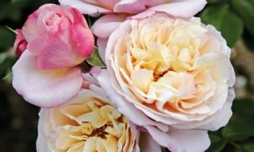 K618 Róża parkowa HERKULES®