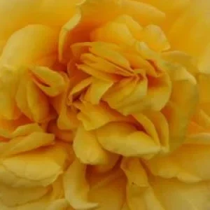 K619 Róża parkowa POSTILLION®