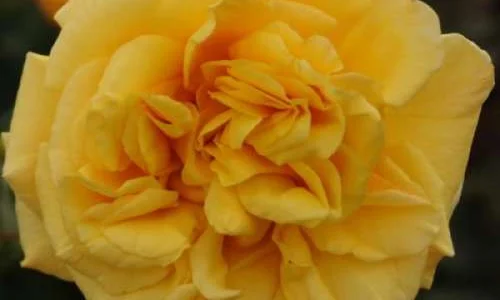 K619 Róża parkowa POSTILLION®