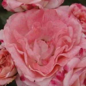 K620 Róża parkowa Rosenstadt Freising®