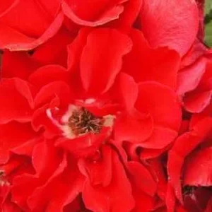 K621 Róża parkowa Czerwony Korsarz®