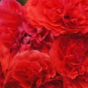 K622 Róża parkowa UETERSENS ROSENKÖNIGIN®