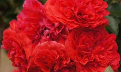 K622 Róża parkowa UETERSENS ROSENKÖNIGIN®