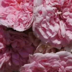 K623 Róża parkowa Księżniczka Róży Uetersen