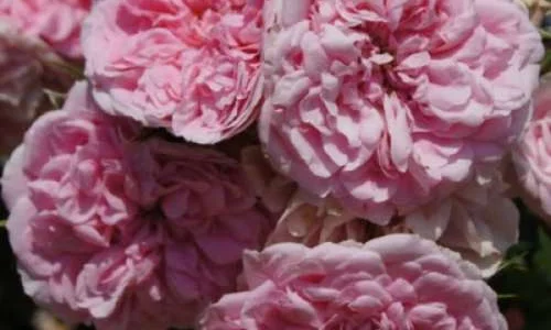 K623 Róża parkowa Księżniczka Róży Uetersen