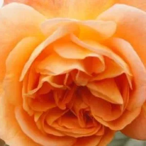 K624 Róża parkowa WESTERLAND®