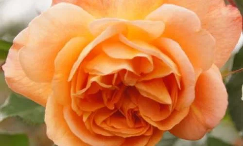 K624 Róża parkowa WESTERLAND®