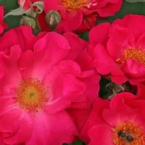 K625 Róża parkowa BURGHAUSEN®