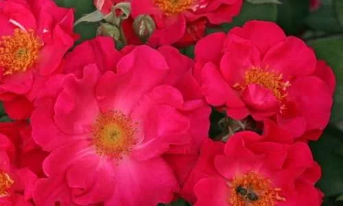 K625 Róża parkowa BURGHAUSEN®