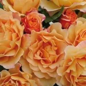 K626 Róża parkowa SONNENWELT®