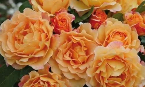 K626 Róża parkowa SONNENWELT®