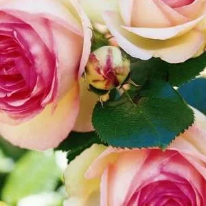 K627 Róża parkowa Eden Rose