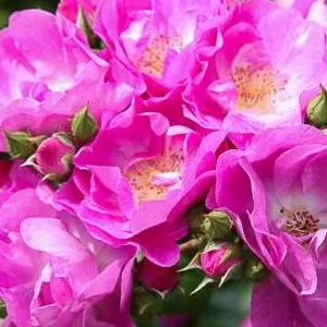 K628 Róża parkowa GLOBAL WATER®