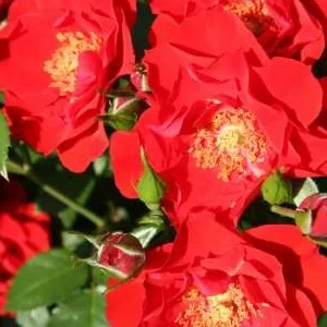 K629 Róża parkowa PAPRIKA®