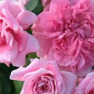 K630 Róża parkowa ZAIDE®