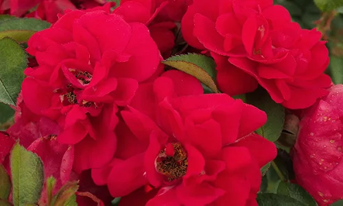 K631 Róża parkowa HANSALAND®