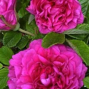 K632 Róża pomarszczona HANSA