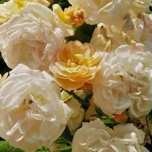 K634 Róża parkowa Ghislaine de Feligonde