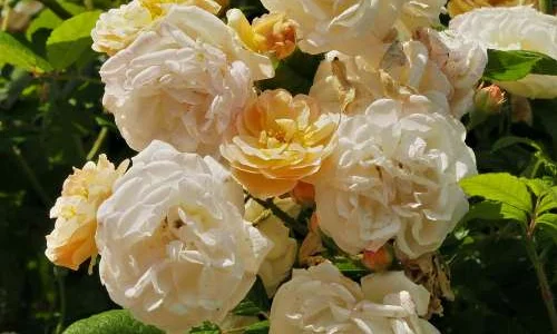 K634 Róża parkowa Ghislaine de Feligonde