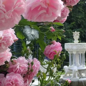 K635 Róża parkowa LAVENDER LASSIE