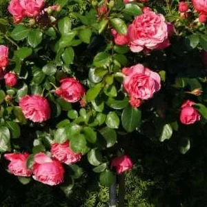 K636 Róża pienna Leonardo da Vinci®