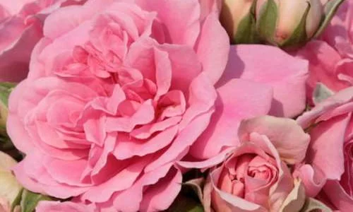 K637 Róża pienna Uetersens Księżniczka Róż 140 cm