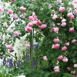 K638 Róża pienna Jasmina 140