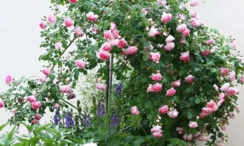 K638 Róża pienna Jasmina 140