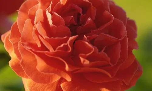 K639 Róża pienna Naranga