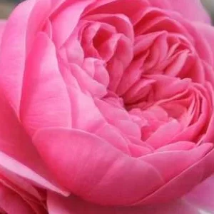 K640 Róża pienna EVA 140 cm