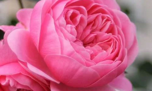 K640 Róża pienna EVA 140 cm