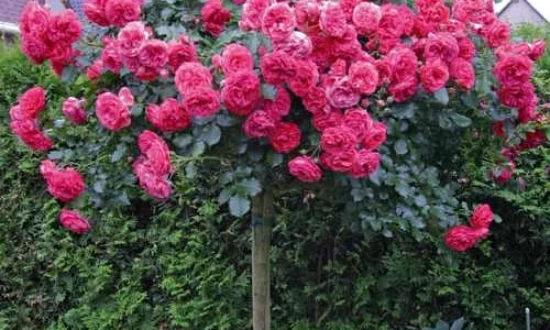 K641 Róża pienna ROSARIUM UETERSEN