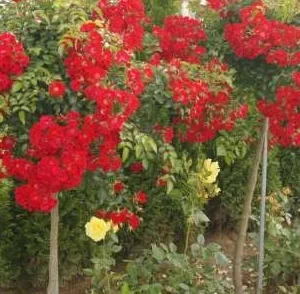 K642 Róża pienna Sommerabend