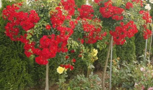 K642 Róża pienna Sommerabend