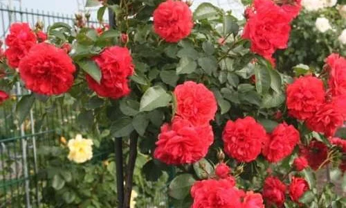 K643 Róża pienna UETERSENS ROSENKONIGIN