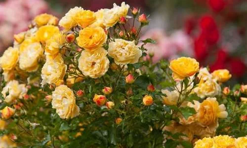 K644 Róża pienna Lizzy