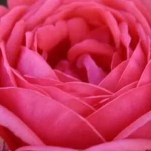 K645 Róża pienna Księżniczka Ogrodowa Maria-Joanna 120 cm