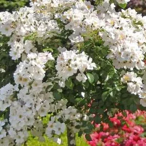 K648 Róża pienna APFELBLUTE®