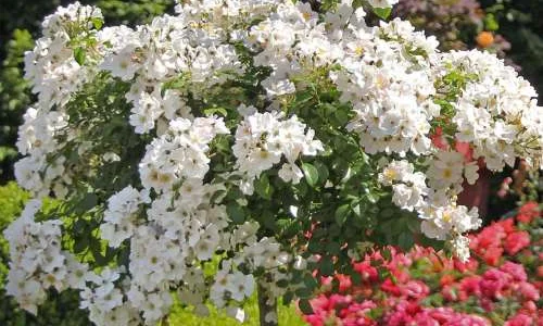 K648 Róża pienna APFELBLUTE®