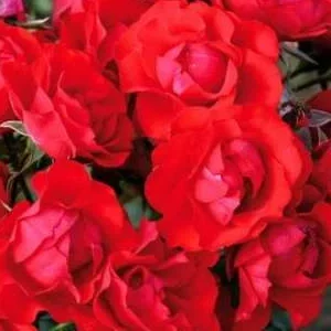 K650 Róża pienna Czerwona Puszcza