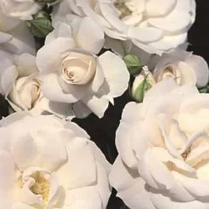 K651 Róża pienna Aspirin Rose